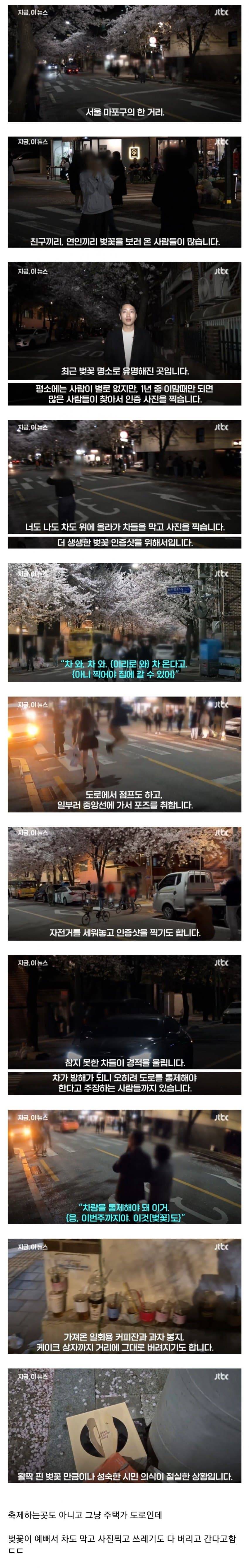 [이슈/유머] 벚꽃 시즌마다 개판이라는 마포 주택가